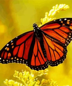 Monarch Butterfly Insect paint by numbers