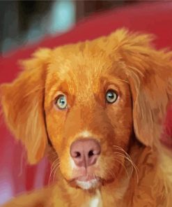 Nova Scotia Duck Tolling Retriever Dog paint by number