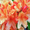 Orange Azaleas Flowers paint by number