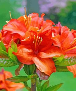 Orange Azaleas paint by number