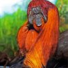 Orangutan Animal paint by number