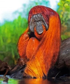 Orangutan Animal paint by number