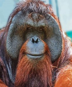 Cute Orangutan Monkey paint by number