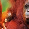 Orangutans Monkey paint by number