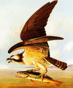 Osprey And Weakfish By John James Audubon paint by number