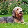 Otterhound Dog Animal paint by numbers