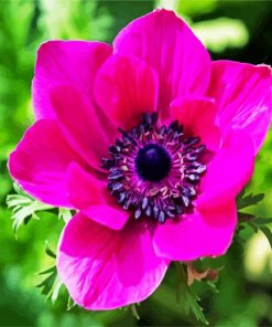 Pink Anemone Flower paint by number