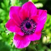 Pink Anemone paint by number