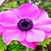 Pink Anemone paint by number