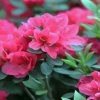 Pink Azaleas Flowers paint by number