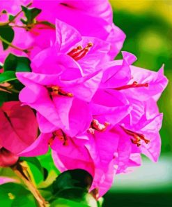 Pink Bougainvillea paint by number