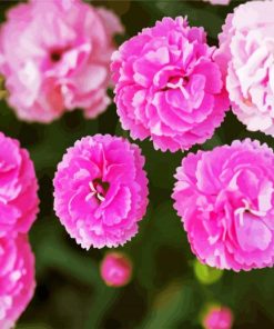 Pink Carnation Flowers paint by number