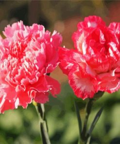 Pink Carnation paint by number