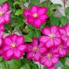 Pink Clematis Flowers paint by numbers