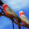 Pink Grey Cockatoo paint by number