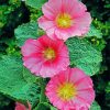 Pink Hollyhocks paint by number