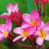 Pink Plumeria Frangipan paint by numbers