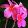 Pink Plumeria Flowers paint by numbers