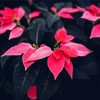 Pink Poinsettia paint by number