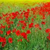 Poppies Meadow paint by numbers