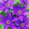 Purple Clematis Flowers paint by numbers