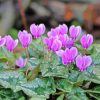 Purple Cyclamen paint by numbers