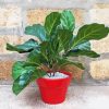 Red Plant Pot Fiddle Leaf Fig paint by numbers