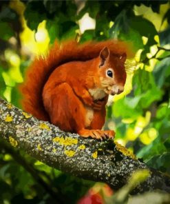 Red Squirrel On Tree paint by number