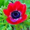 Red Anemone paint by number