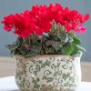 Red Cyclamen Vase paint by numbers