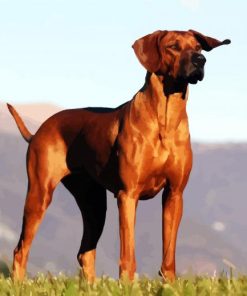 Rhodesian Ridgeback Puppy Animal paint by numbers