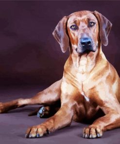 Cute Rhodesian Ridgeback Animal paint by numbers