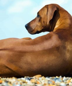 Rhodesian Ridgeback Dog Sitting paint by numbers