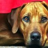 Rhodesian Ridgeback Head Dog paint by numbers