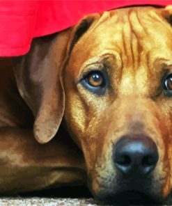 Rhodesian Ridgeback Head Dog paint by numbers