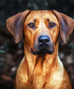 Rhodesian Ridgeback Head paint by numbers