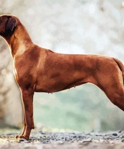 Rhodesian Ridgeback paint by numbers