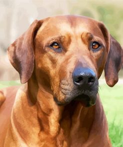 Rhodesian Ridgeback Sitting paint by numbers