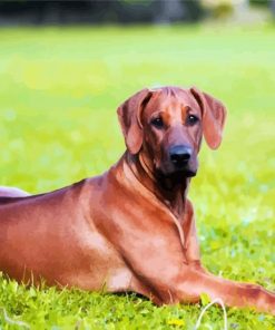 Ridgeback Animal paint by numbers