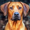 Ridgeback Dog paint by numbers