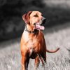 Ridgeback Dog Running paint by numbers