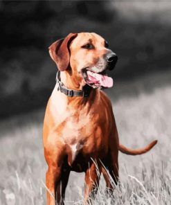 Ridgeback Dog Running paint by numbers