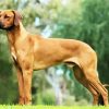 Brown Ridgeback Dog paint by numbers