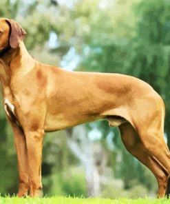 Brown Ridgeback Dog paint by numbers