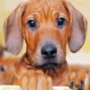 Ridgeback Puppies paint by numbers