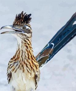 Roadrunner Birds paint by numbers