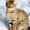 Savannah Cat Animal paint by numbers