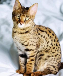 Savannah Cat Animal paint by numbers