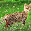 Cute Savannah Cat Animal paint by numbers