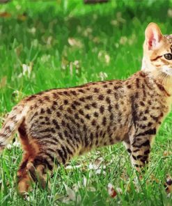 Cute Savannah Cat Animal paint by numbers